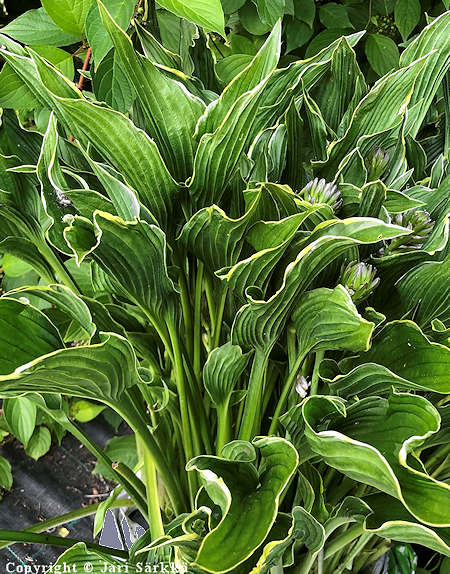 Hosta Tarhafunkia-Ryhm� 'Praying Hands', jalokuunlilja